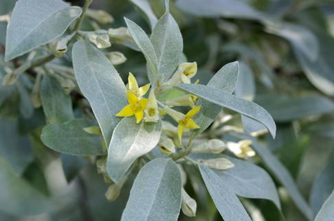 Silberölweide 'Zempin' - Elaeagnus commutata 'Zempin'