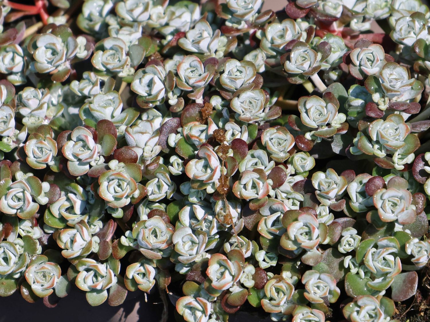 Silberspatel Fettblatt 'Cape Blanco'