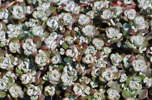 Silberspatel Fettblatt 'Cape Blanco' - Sedum spathulifolium 'Cape Blanco'