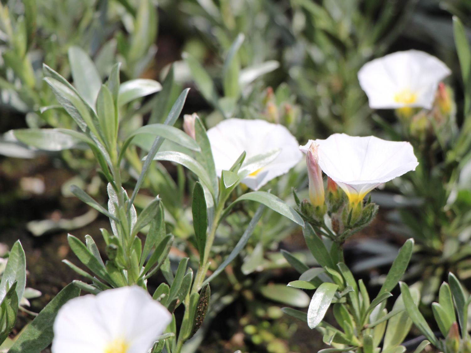 Windengewächse (Convolvulaceae)