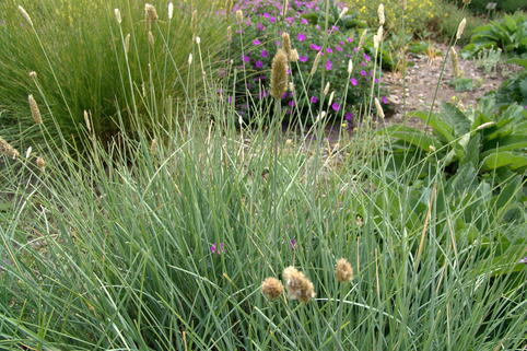Silbrigblättriges Blaugras - Sesleria argentea