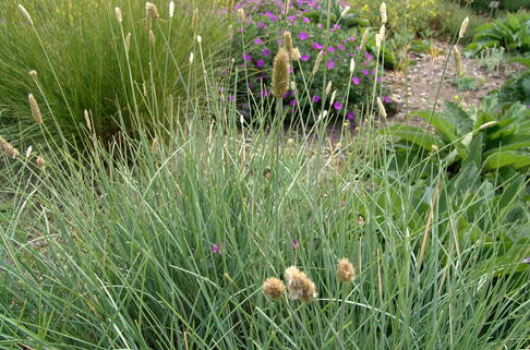 Silbrigblättriges Blaugras - Sesleria argentea