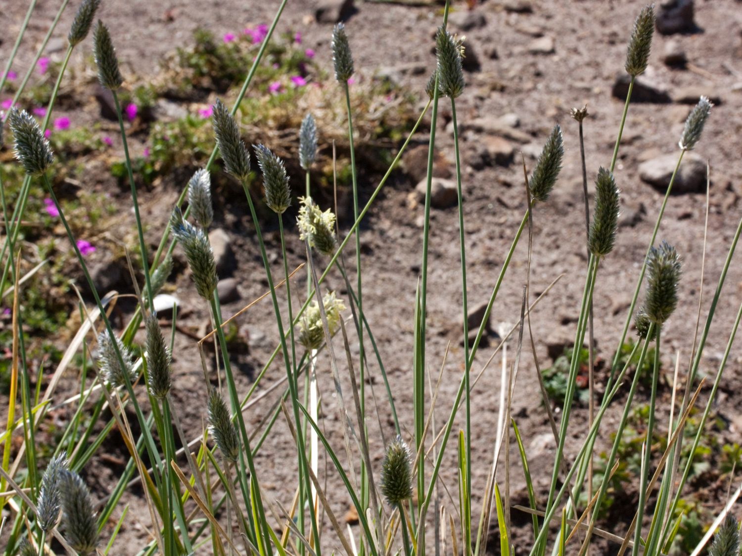 Silbrigblättriges Blaugras - Sesleria argentea