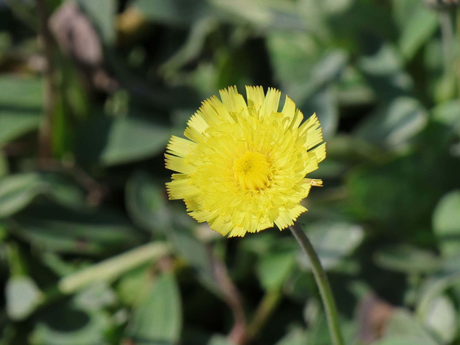 Silbrigblättriges Habichtskraut 'Niveum'