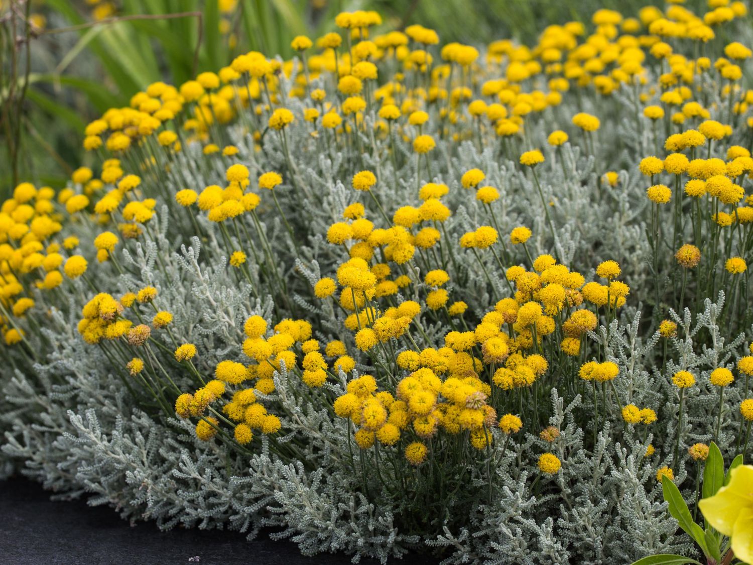 Heiligenkraut (Santolina)