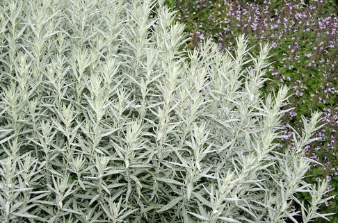 Silbriger Beifuß 'Silver Queen' - Artemisia ludoviciana 'Silver Queen'