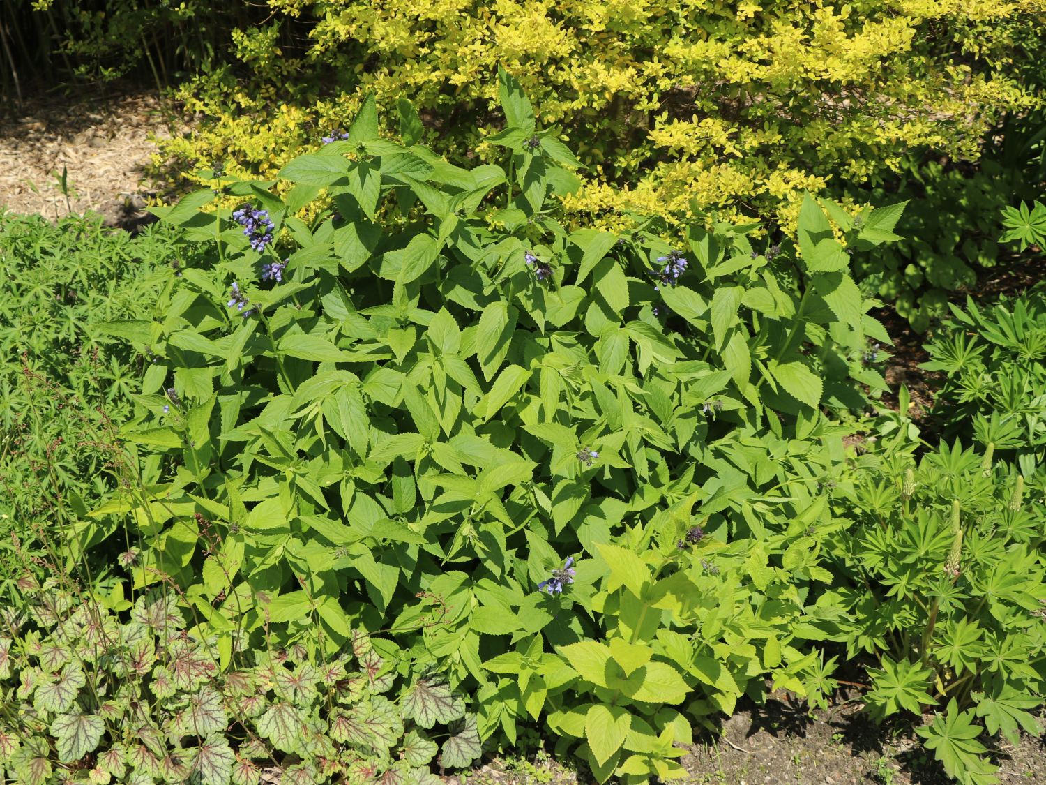 Sitzende Katzenminze 'Washfield'