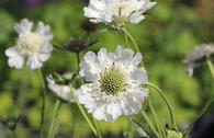 Skabiose 'Perfecta Alba'