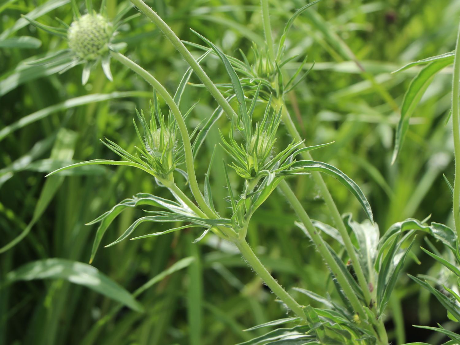 Skabiose 'Perfecta Blue' - Scabiosa caucasica 'Perfecta Blue'