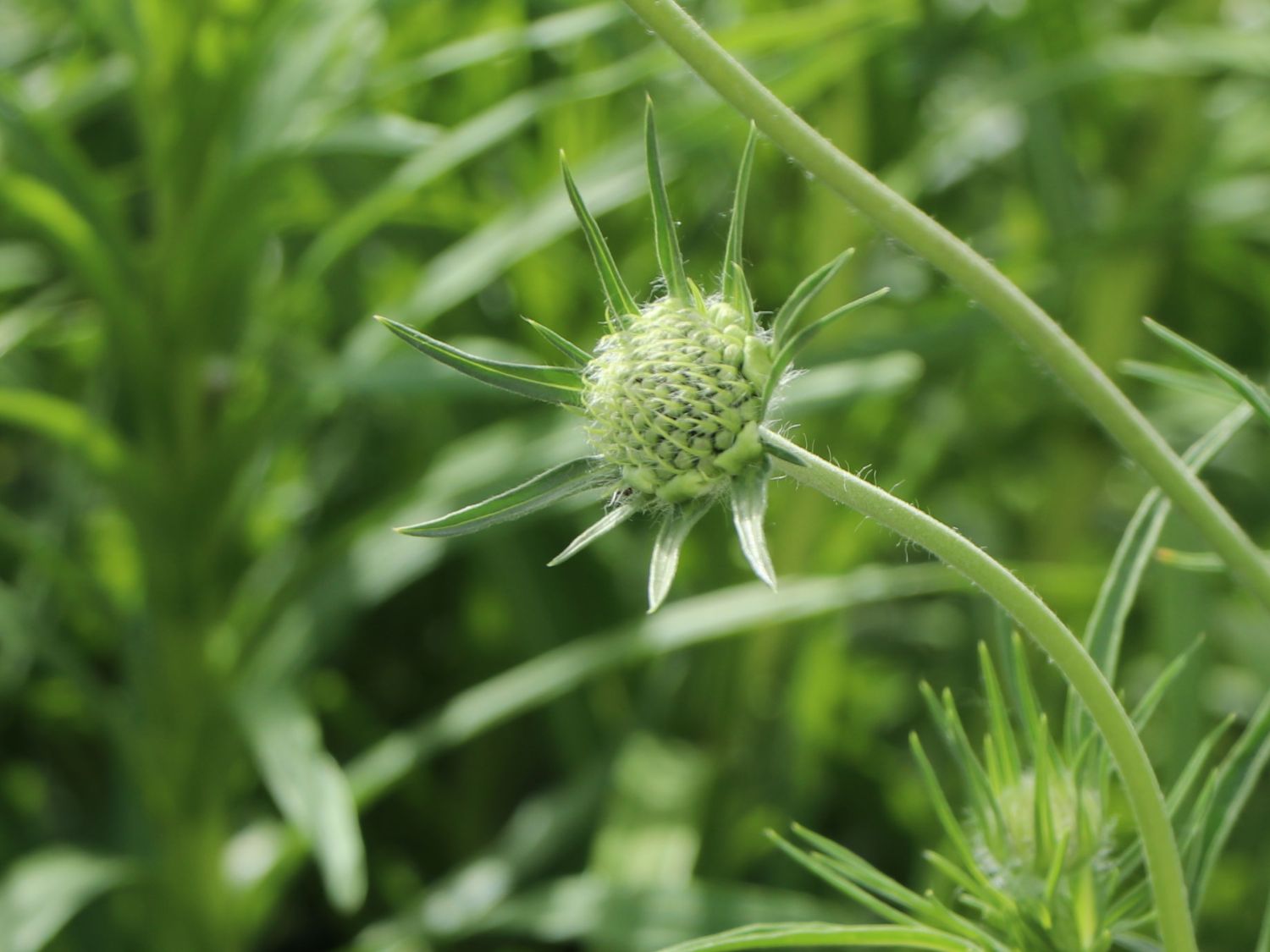 Skabiose 'Perfecta Blue' - Scabiosa caucasica 'Perfecta Blue'