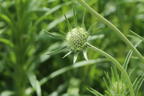 Skabiose 'Perfecta Blue' - Scabiosa caucasica 'Perfecta Blue'