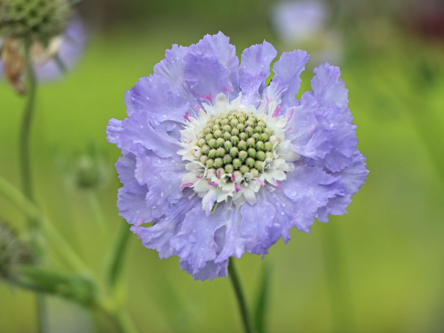 Skabiose 'Perfecta Blue' - Scabiosa caucasica 'Perfecta Blue'