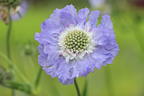 Skabiose 'Perfecta Blue' - Scabiosa caucasica 'Perfecta Blue'