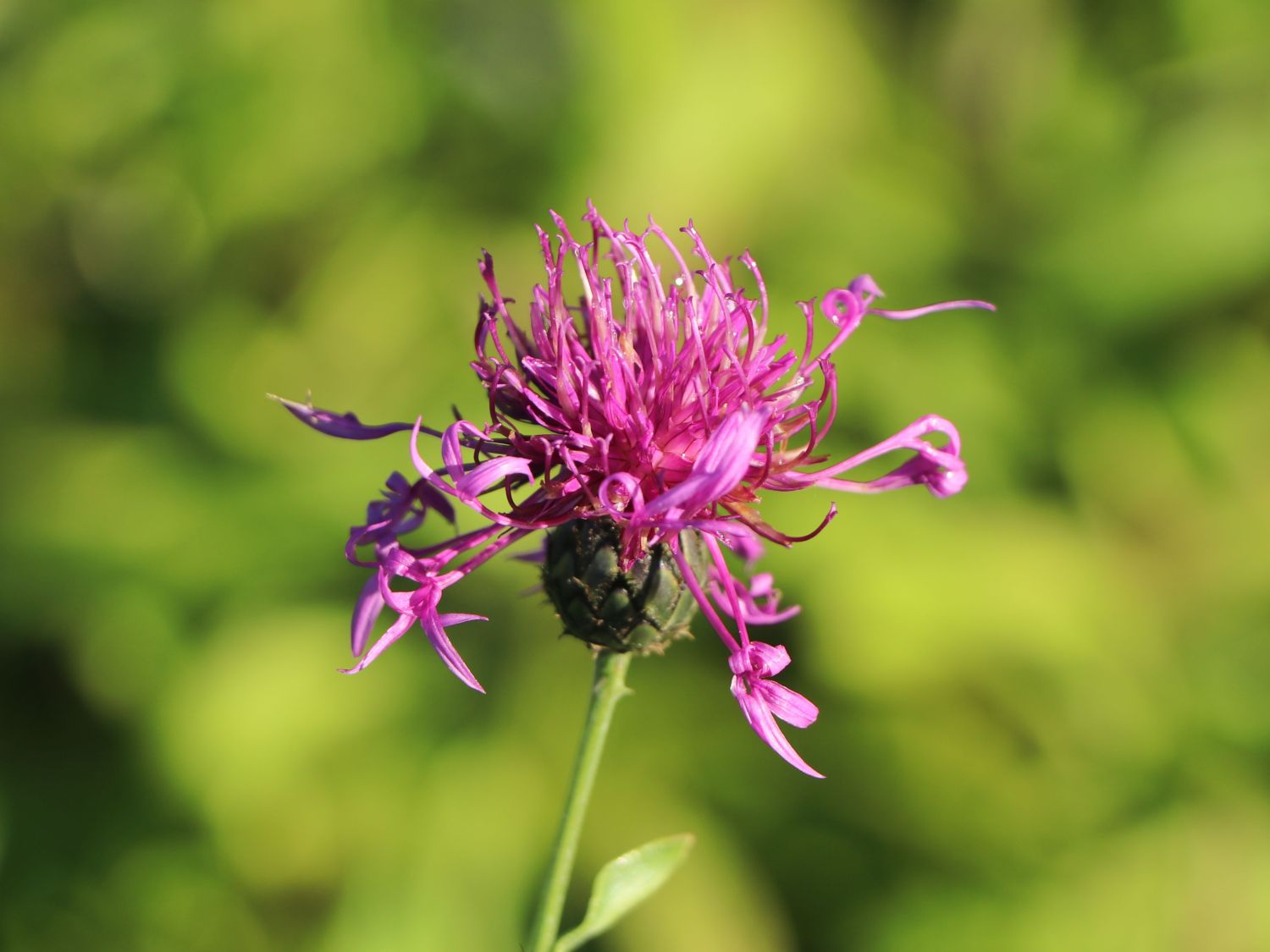Skabiosen-Flockenblume - Centaurea scabiosa