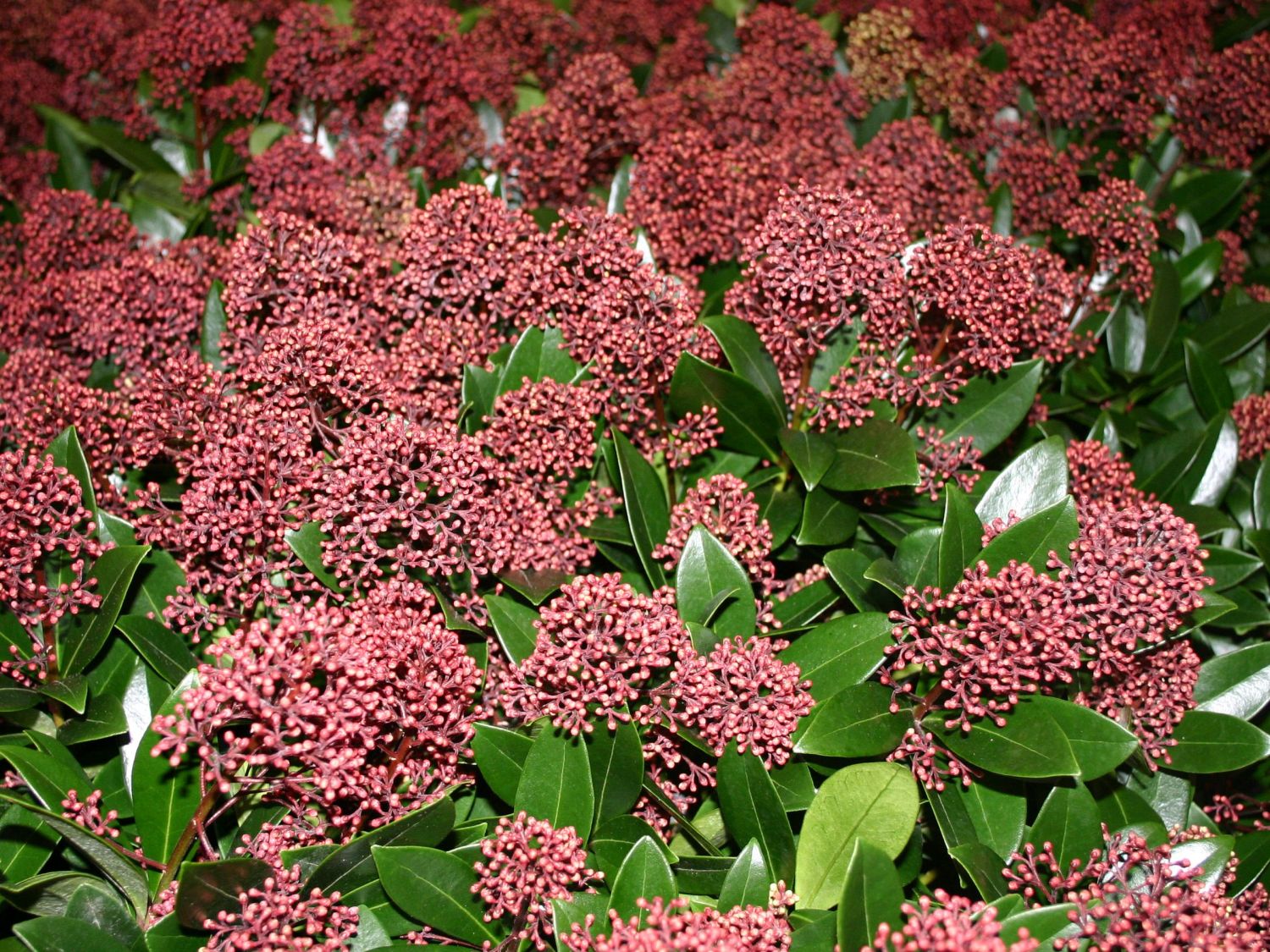 Skimmien (Skimmia)