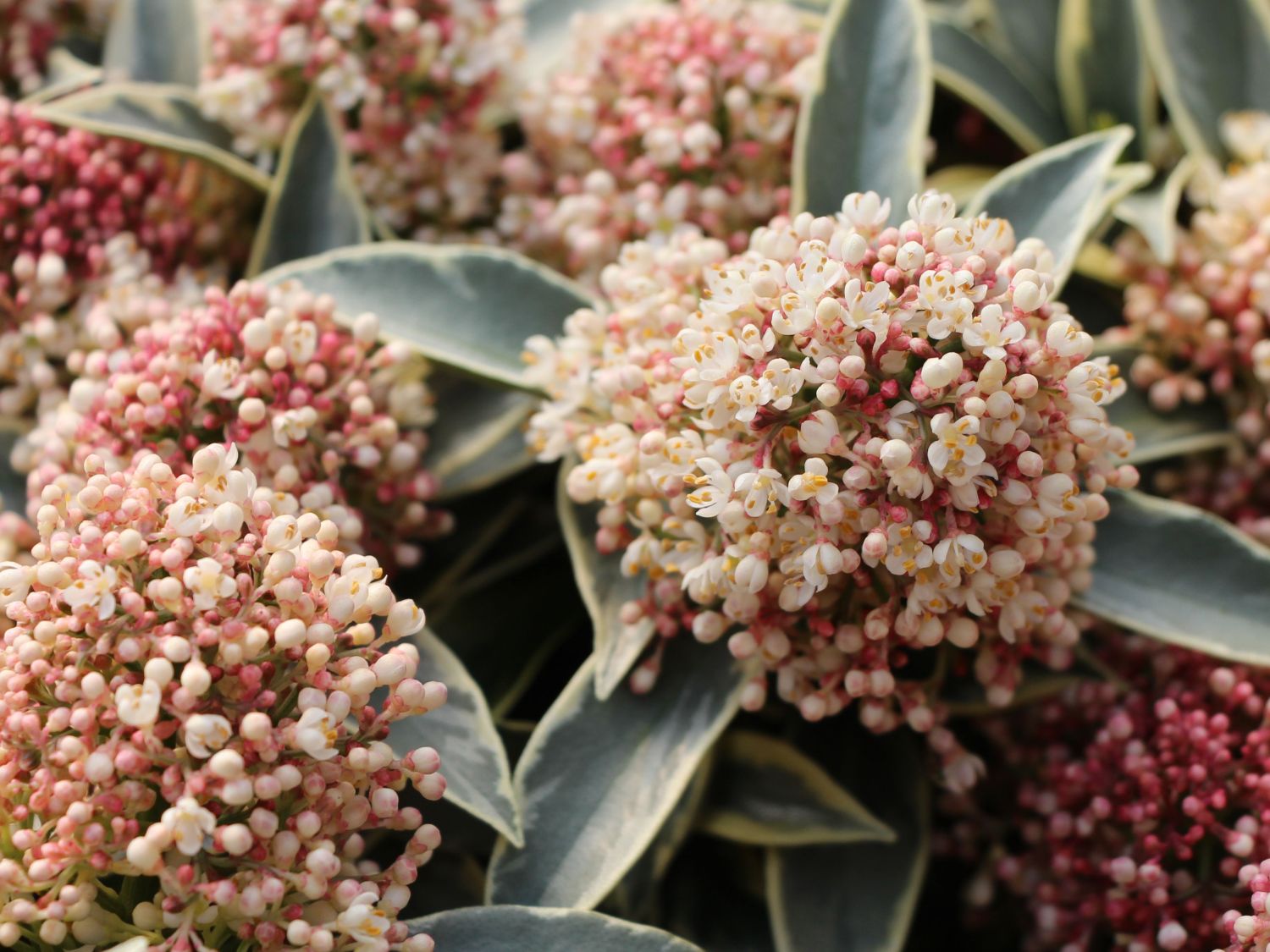 Japanische Blütenskimmie 'Magic Marlot' - Skimmia japonica 'Magic Marlot'