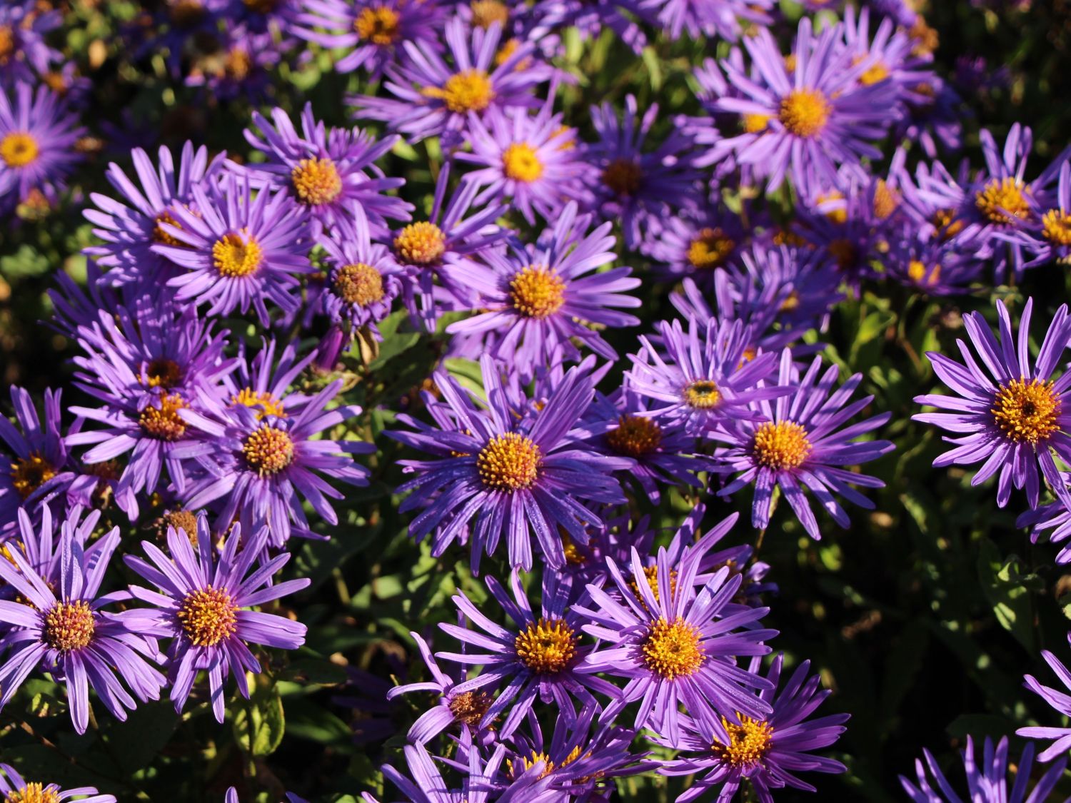 Sommer-Aster 'Blue King'