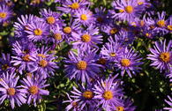 Sommer-Aster 'Blue King'