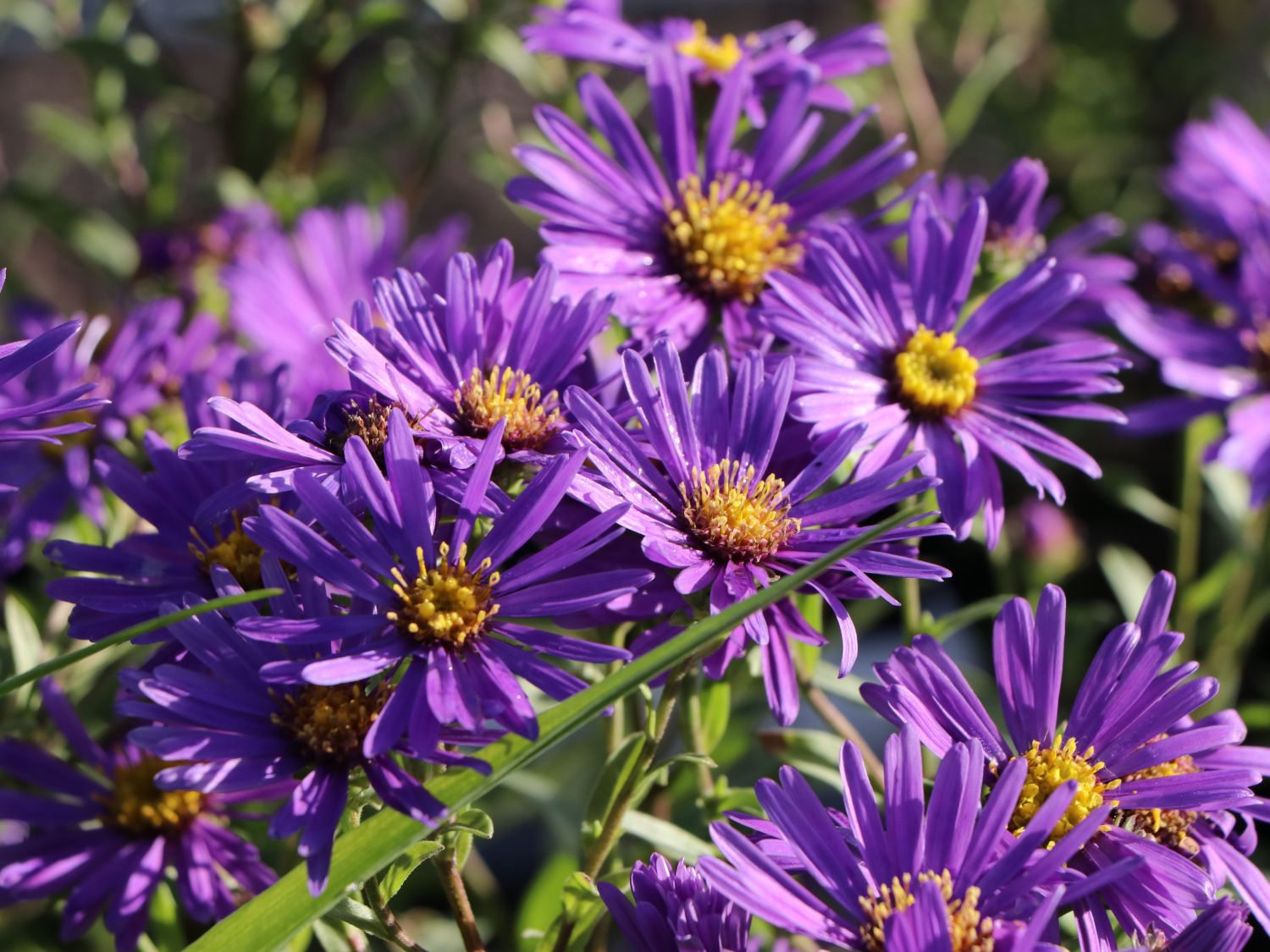 Sommer-Aster 'Butzemann'