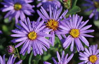 Sommer-Aster 'Mira'