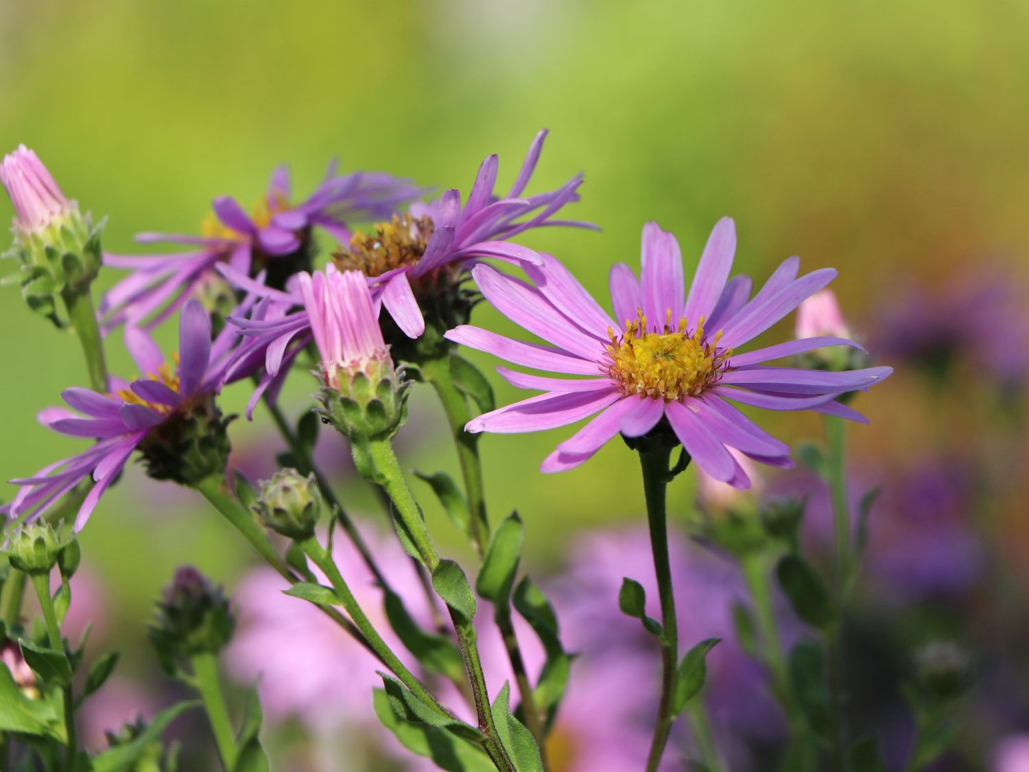Sommer-Aster 'Rosa Erfüllung'