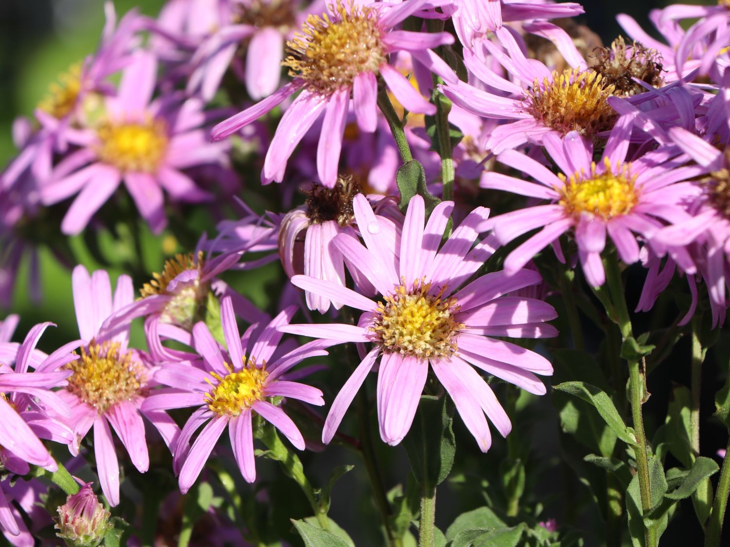 Sommer-Aster 'Rosa Erfüllung' - Schönste Stauden & Expertenwissen