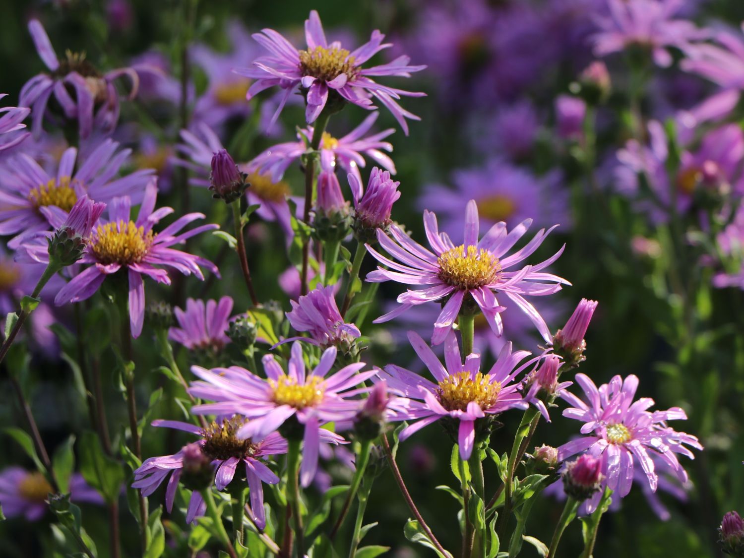 Sommer-Aster 'Rosa Erfüllung' - Schönste Stauden & Expertenwissen