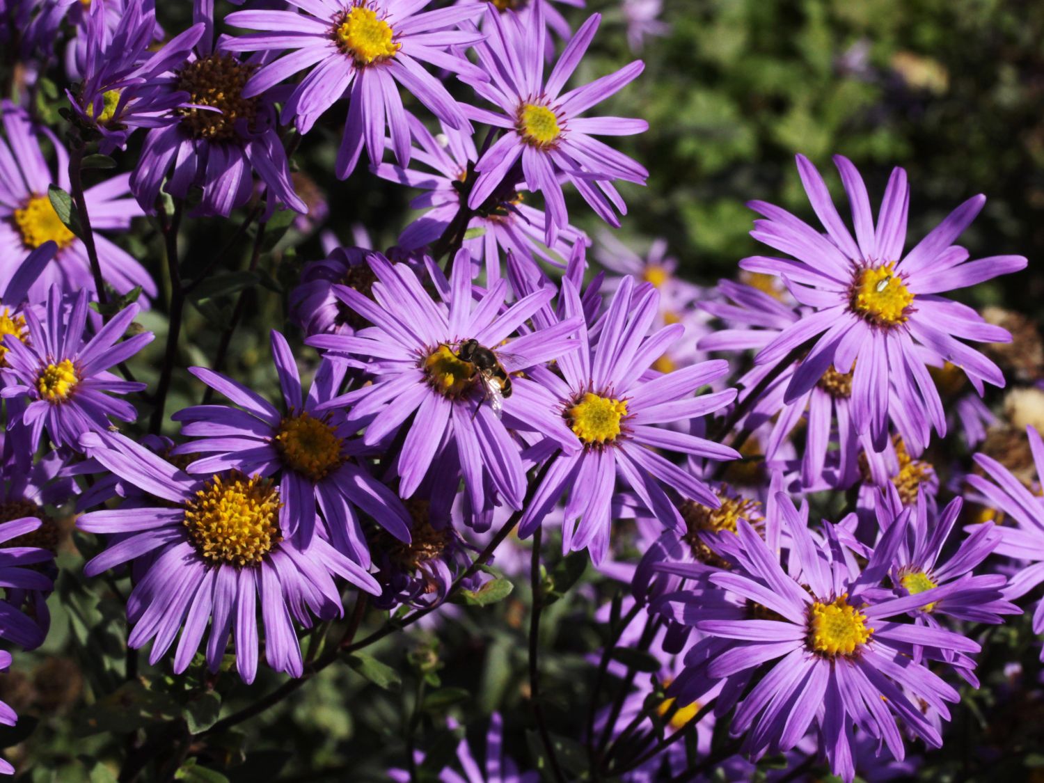 Sommer-Aster 'Rudolf Goethe'