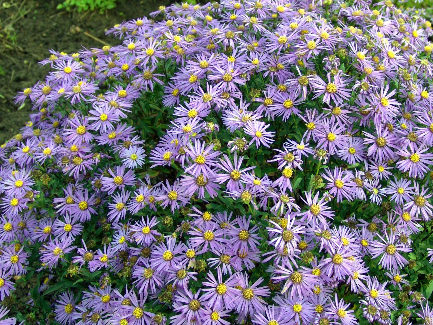 Astern (Aster)