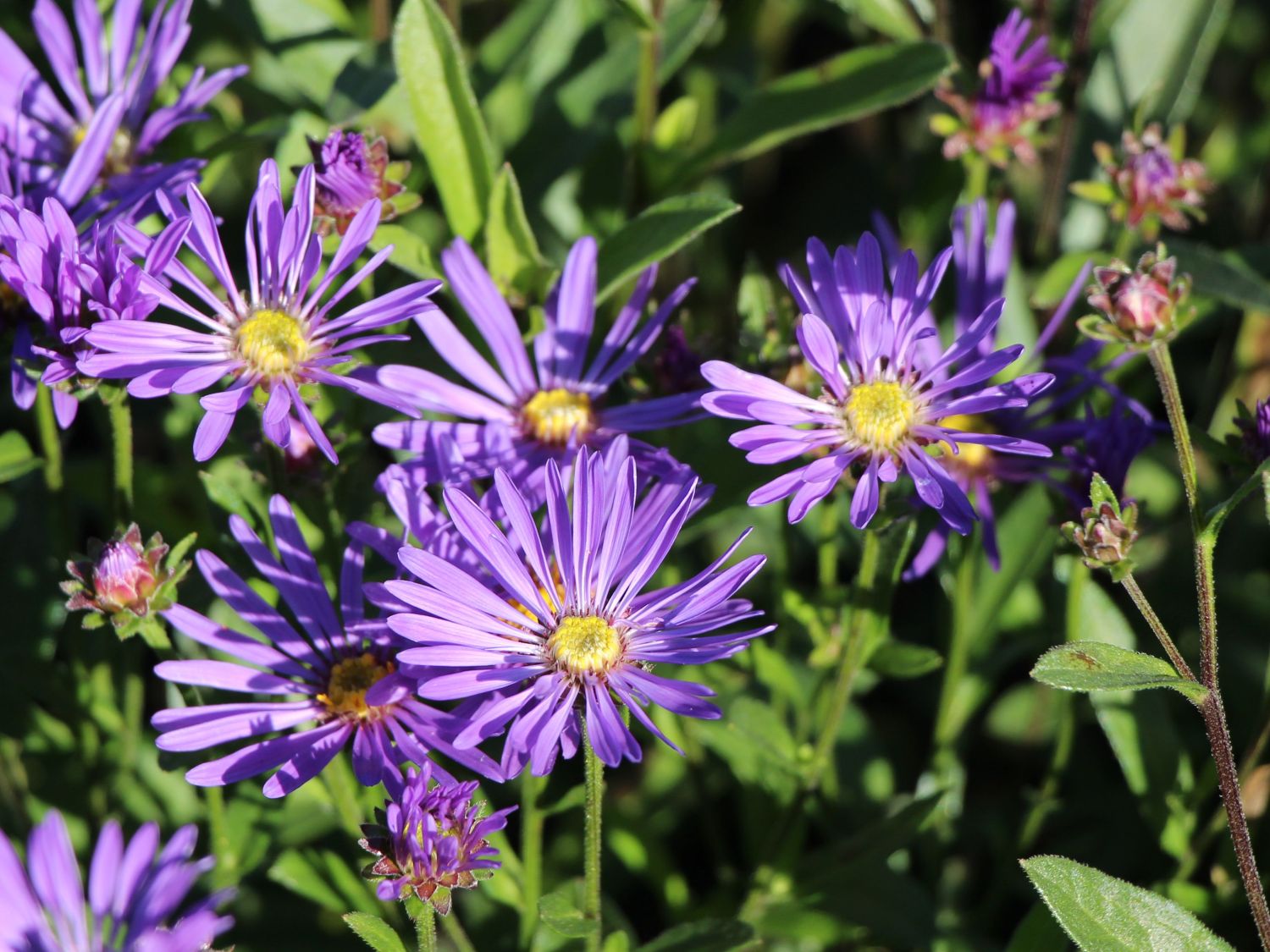Sommer-Aster 'Veilchenkönigin'