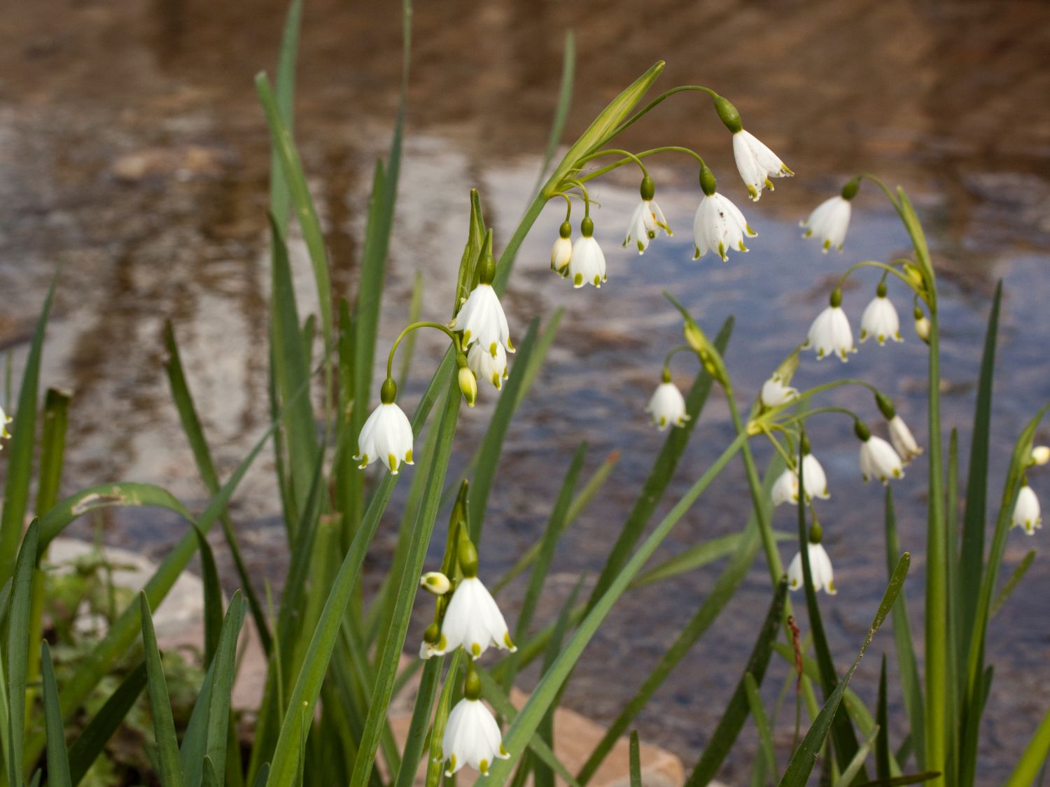 Sommer-Knotenblume 'Gravetye Giant' - Leucojum aestivum 'Gravetye Giant'
