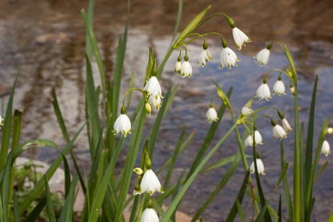 Sommer-Knotenblume 'Gravetye Giant' - Leucojum aestivum 'Gravetye Giant'