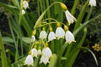 Sommer-Knotenblume 'Gravetye Giant' - Leucojum aestivum 'Gravetye Giant'