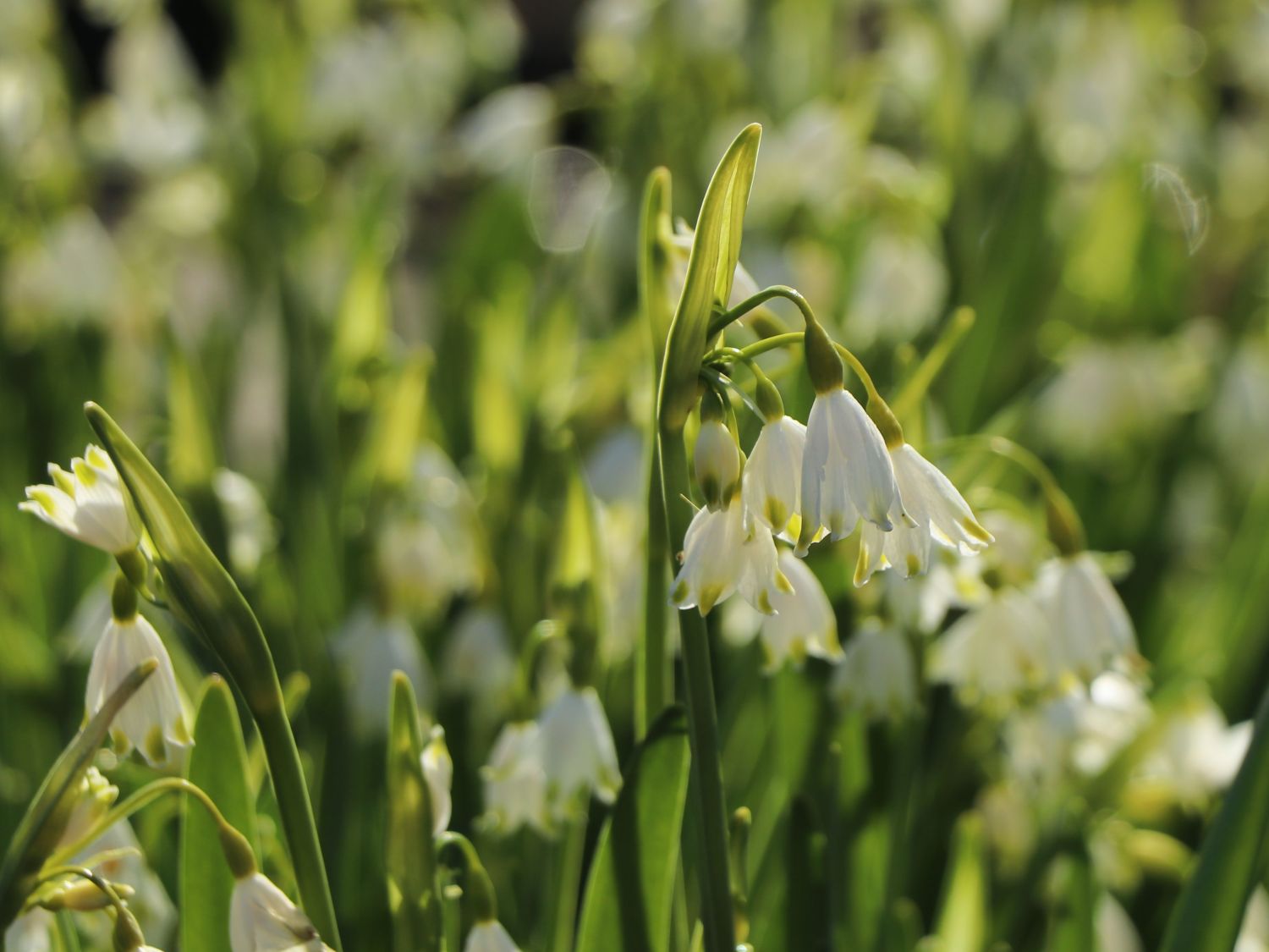Sommer-Knotenblume 'Gravetye Giant' - Leucojum aestivum 'Gravetye Giant'