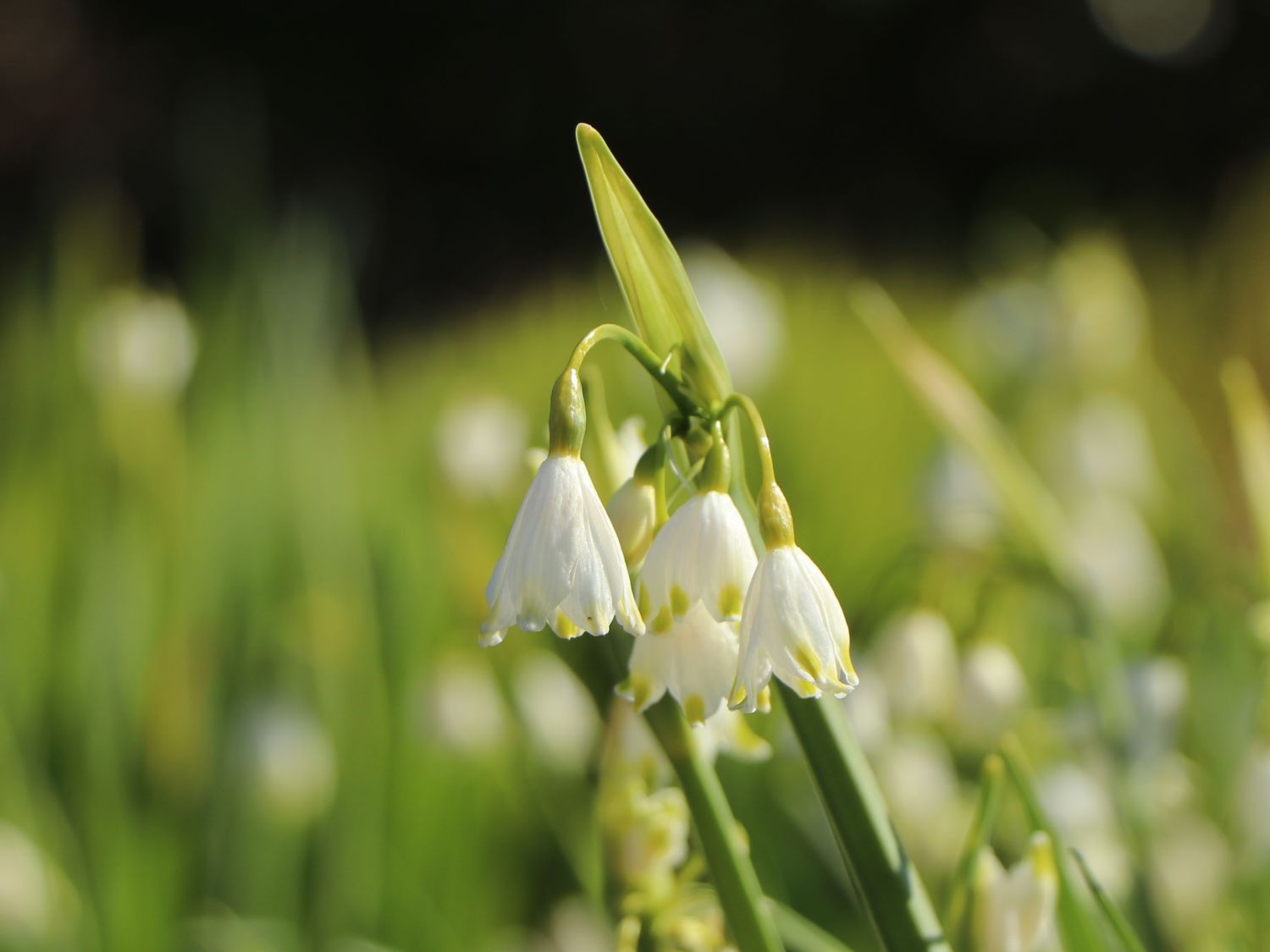 Sommer-Knotenblume 'Gravetye Giant' - Leucojum aestivum 'Gravetye Giant'