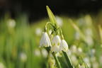 Sommer-Knotenblume 'Gravetye Giant' - Leucojum aestivum 'Gravetye Giant'