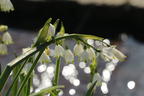 Sommer-Knotenblume 'Gravetye Giant' - Leucojum aestivum 'Gravetye Giant'