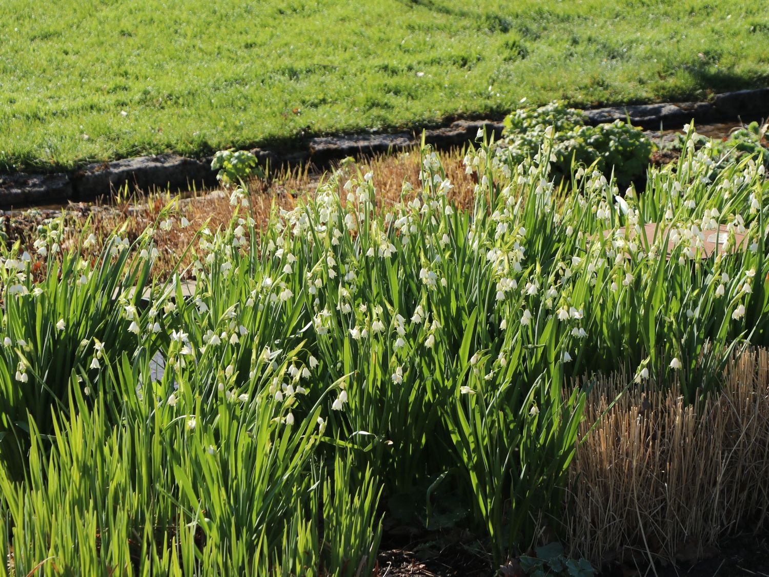 Sommer-Knotenblume 'Gravetye Giant' - Leucojum aestivum 'Gravetye Giant'