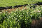 Sommer-Knotenblume 'Gravetye Giant' - Leucojum aestivum 'Gravetye Giant'
