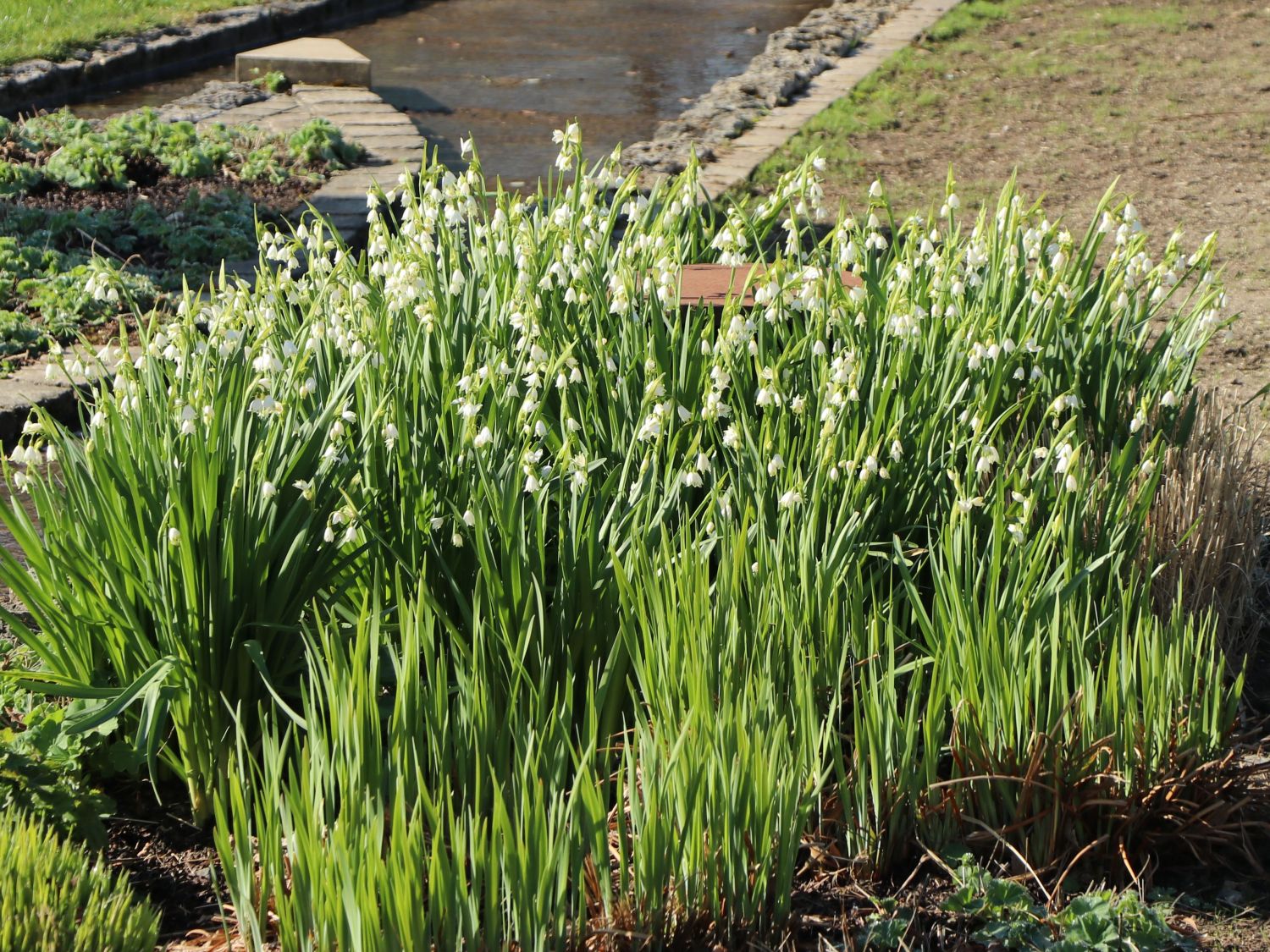 Sommer-Knotenblume 'Gravetye Giant' - Leucojum aestivum 'Gravetye Giant'