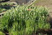 Sommer-Knotenblume 'Gravetye Giant' - Leucojum aestivum 'Gravetye Giant'