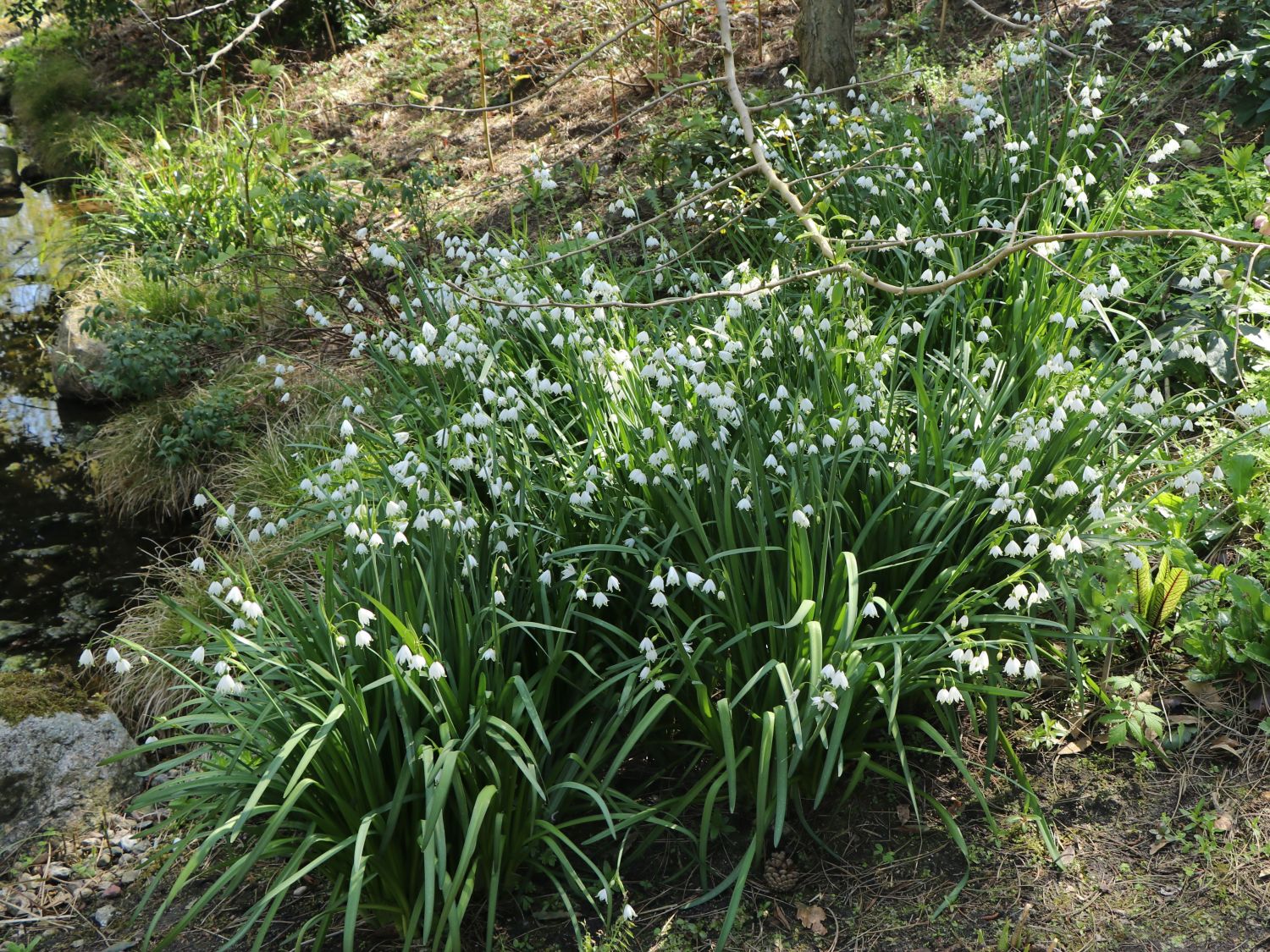 Sommer-Knotenblume 'Gravetye Giant' - Leucojum aestivum 'Gravetye Giant'