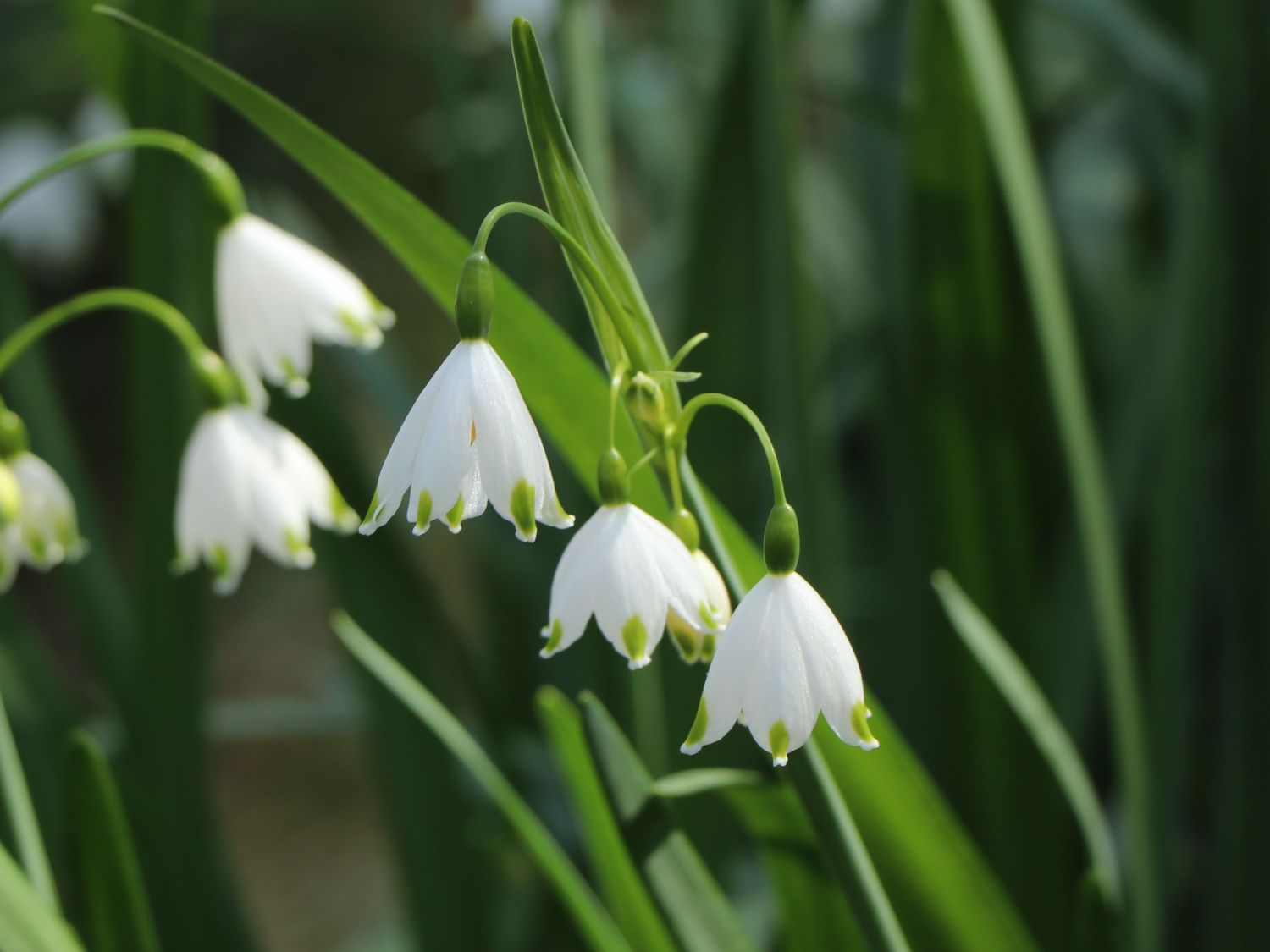 Sommer-Knotenblume 'Gravetye Giant' - Leucojum aestivum 'Gravetye Giant'