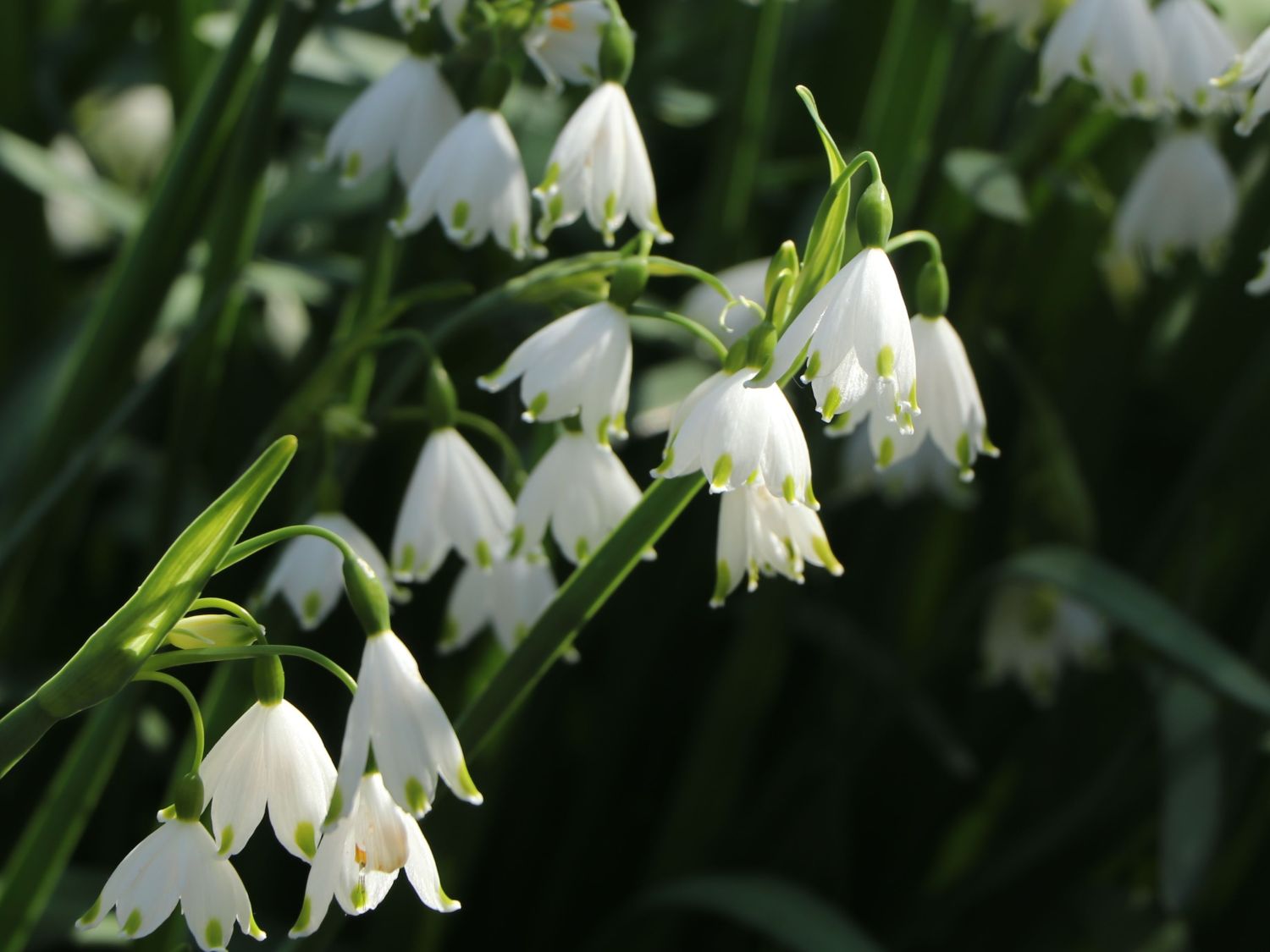 Sommer-Knotenblume 'Gravetye Giant' - Leucojum aestivum 'Gravetye Giant'