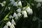 Sommer-Knotenblume 'Gravetye Giant' - Leucojum aestivum 'Gravetye Giant'