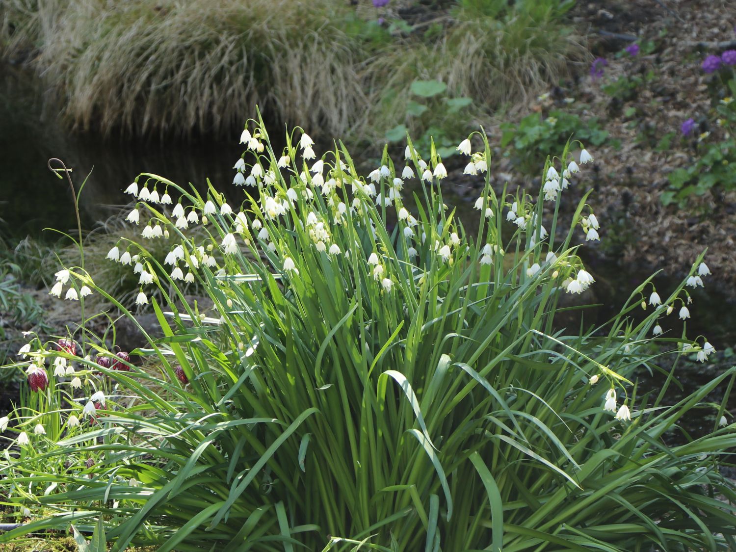 Sommer-Knotenblume 'Gravetye Giant' - Leucojum aestivum 'Gravetye Giant'