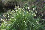 Sommer-Knotenblume 'Gravetye Giant' - Leucojum aestivum 'Gravetye Giant'