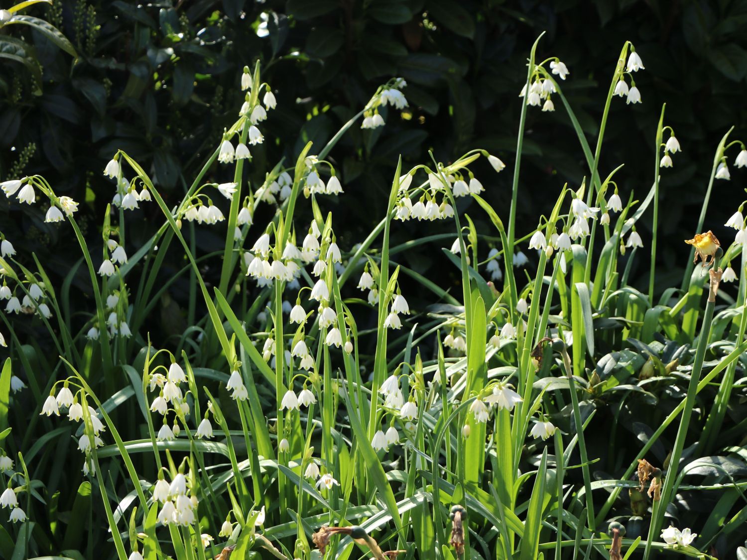 Knotenblumen (Leucojum)