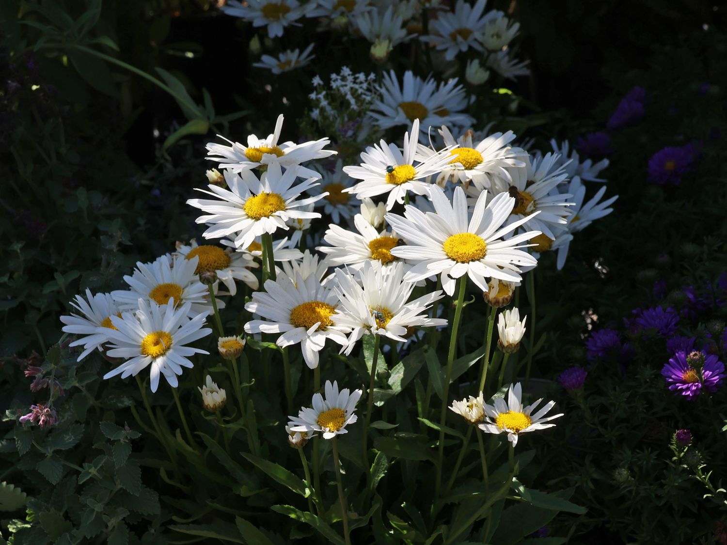 Sommer Margerite - Leucanthemum maximum