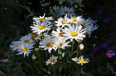Sommer Margerite - Leucanthemum maximum